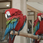 Military Macaw Care guide