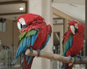 Tapes Of Hybrid macaw