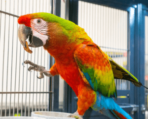  How to keep Camelot Macaw happy and healthy