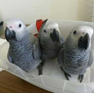 Beginners Guide To Parrot Care