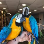 Blue and Yellow macaw care guide