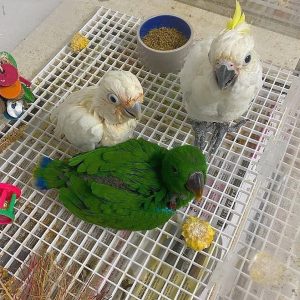 Complete Guide for Happy and Healthy Pet Parrots