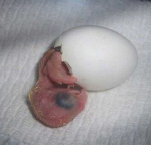 Parrot Breeding Basics